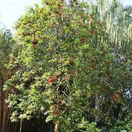 thumbnail for publication: Ilex cassine: Dahoon Holly